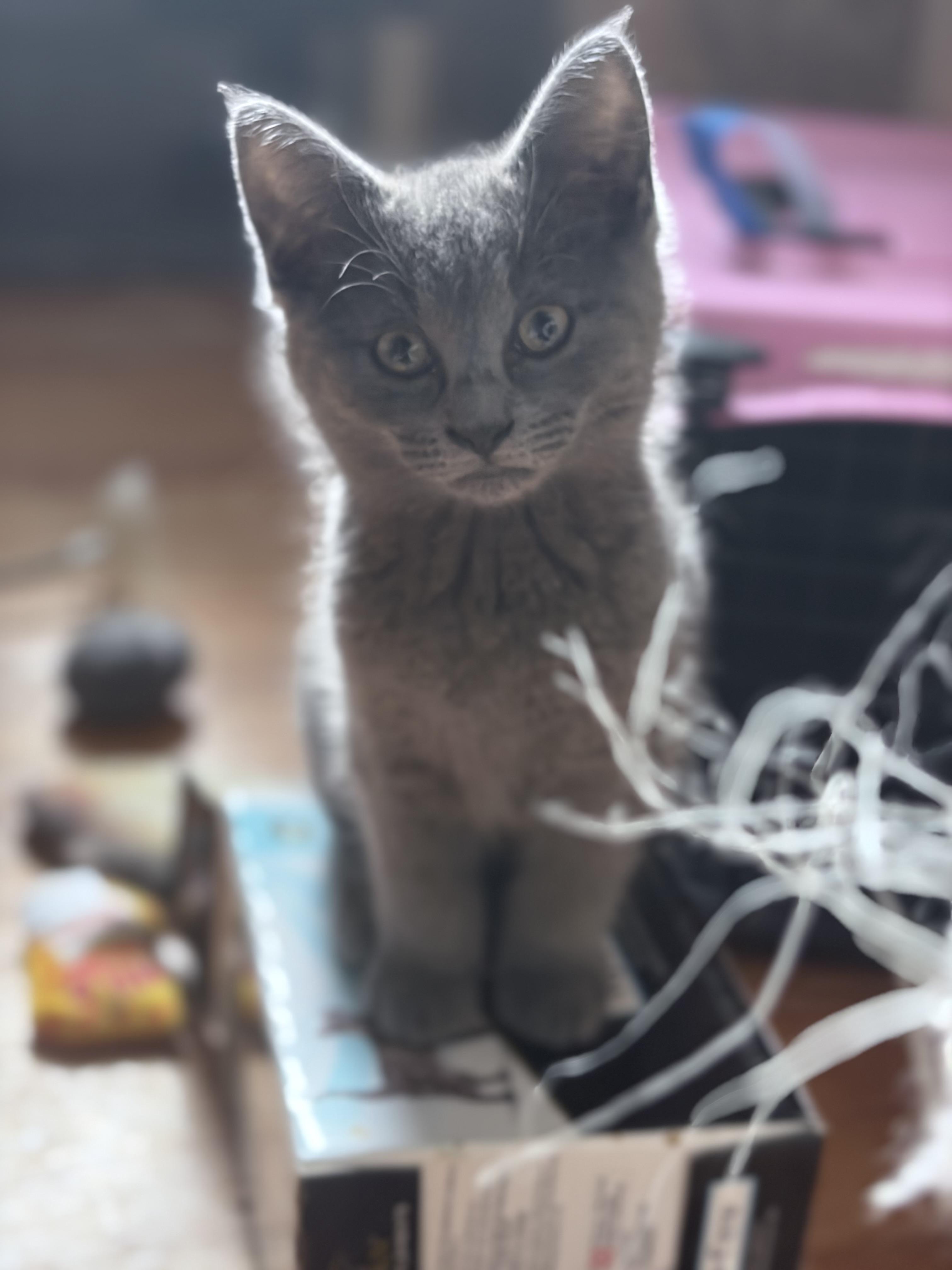 Turbo, ADOPTABLE, Kitten Male Domestic Short Hair.