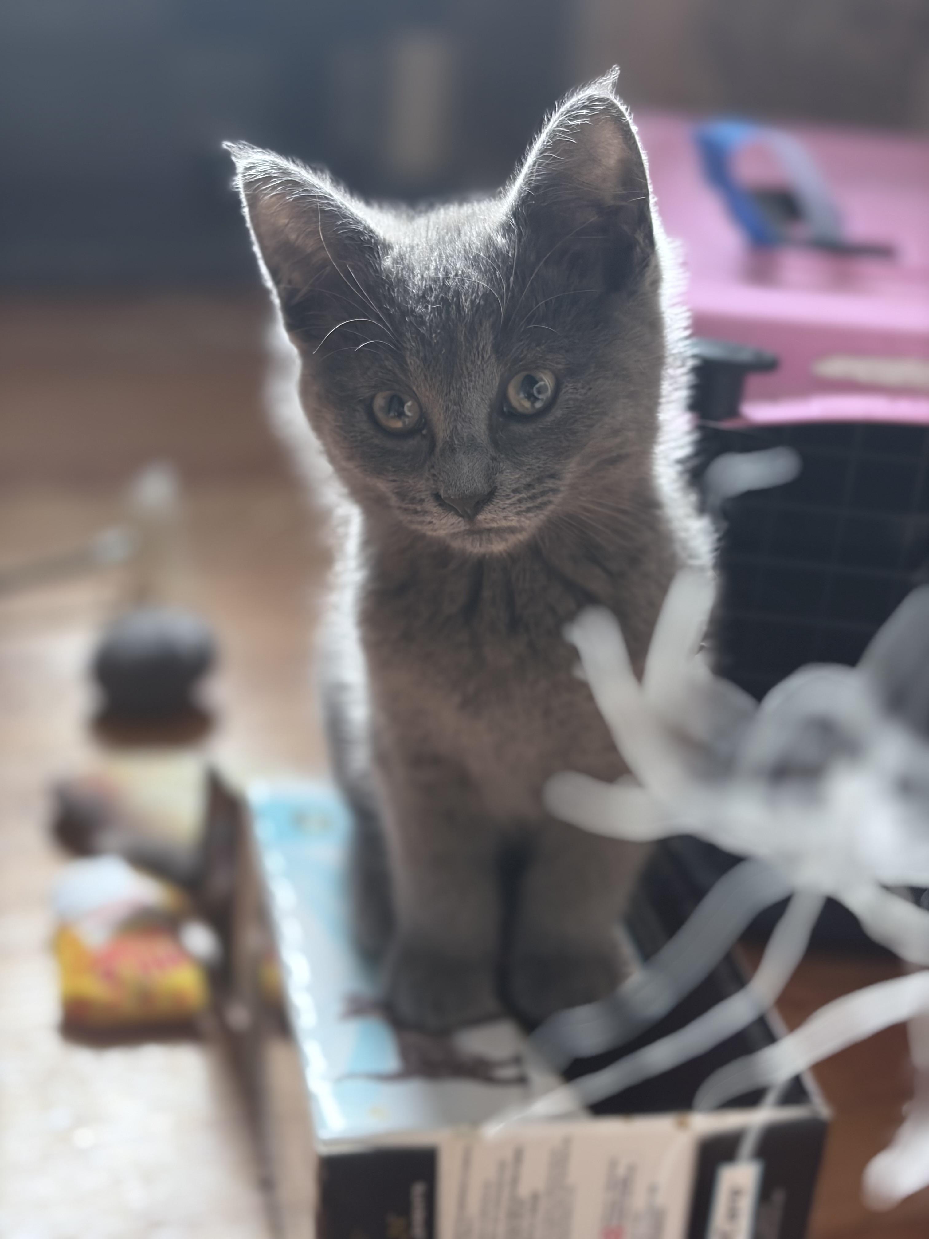 Enlarge Turbo, a ADOPTABLE Domestic Short Hair in Chicago, IL image 2/2