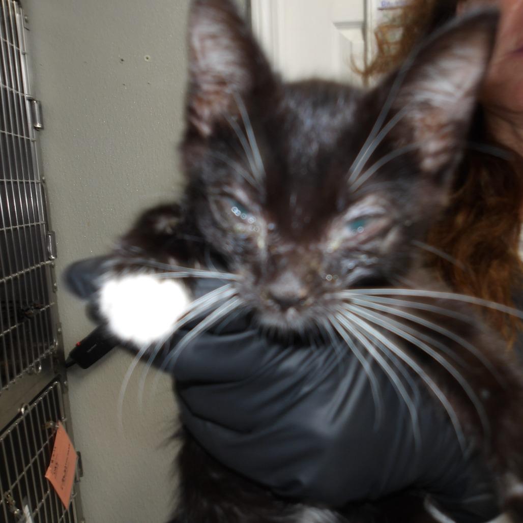 Denver(FKA Kit 7), Adoptable, Kitten Female Domestic Medium Hair.