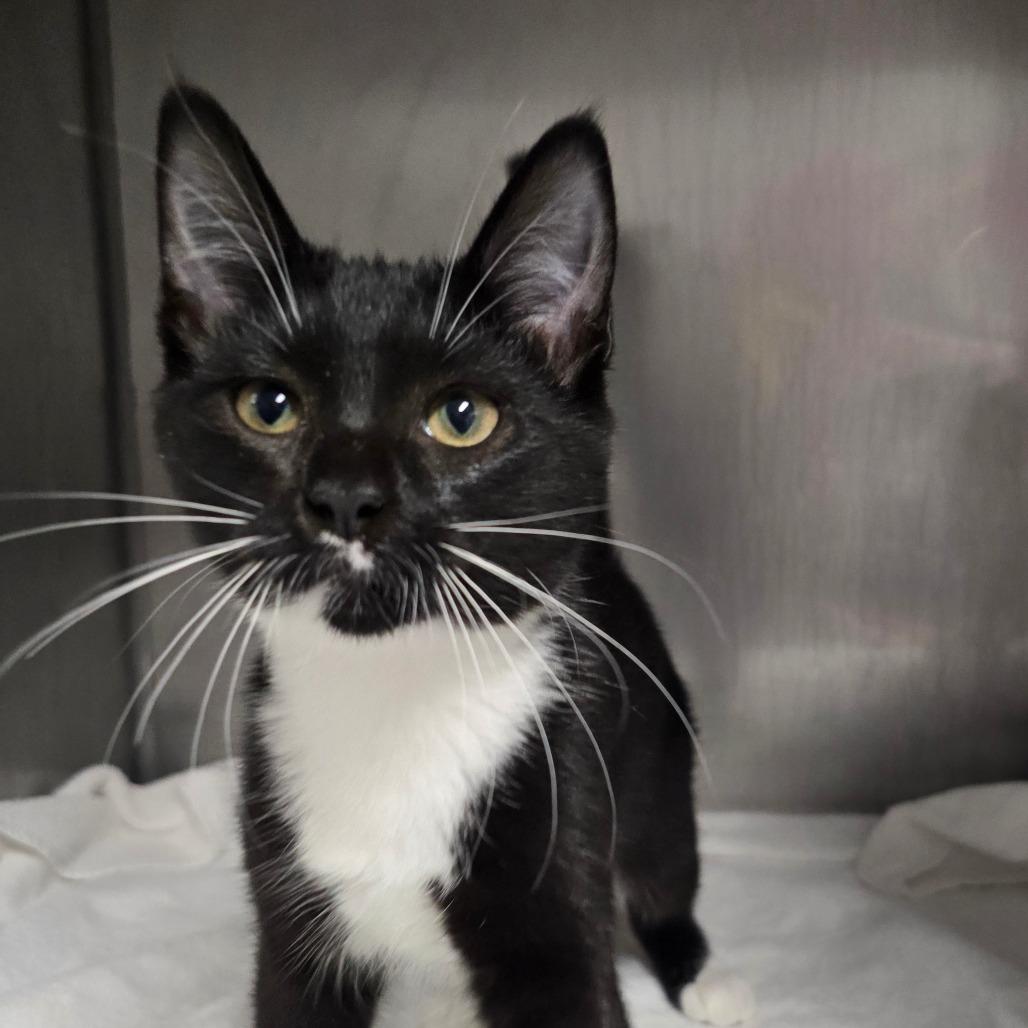 Denver(FKA Kit 7), a Adoptable Domestic Medium Hair in Marble, NC image 2/2