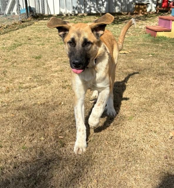 Doc, adopted, Young Male Anatolian Shepherd & Great Pyrenees.