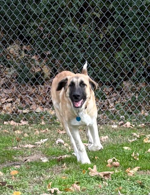 Enlarge Doc, an adopted mixed breed in Fayetteville, AR image 2/6