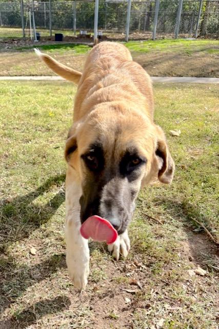 Enlarge Doc, an adopted mixed breed in Fayetteville, AR image 3/6