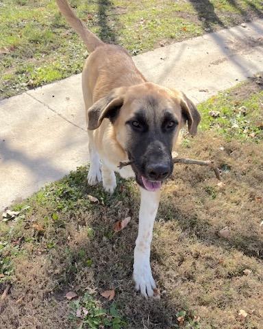 Enlarge Doc, an adopted mixed breed in Fayetteville, AR image 4/6