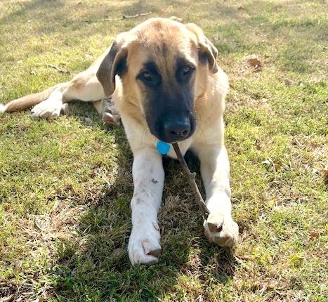 Enlarge Doc, an adopted mixed breed in Fayetteville, AR image 5/6