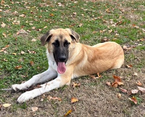 Enlarge Doc, an adopted mixed breed in Fayetteville, AR image 6/6