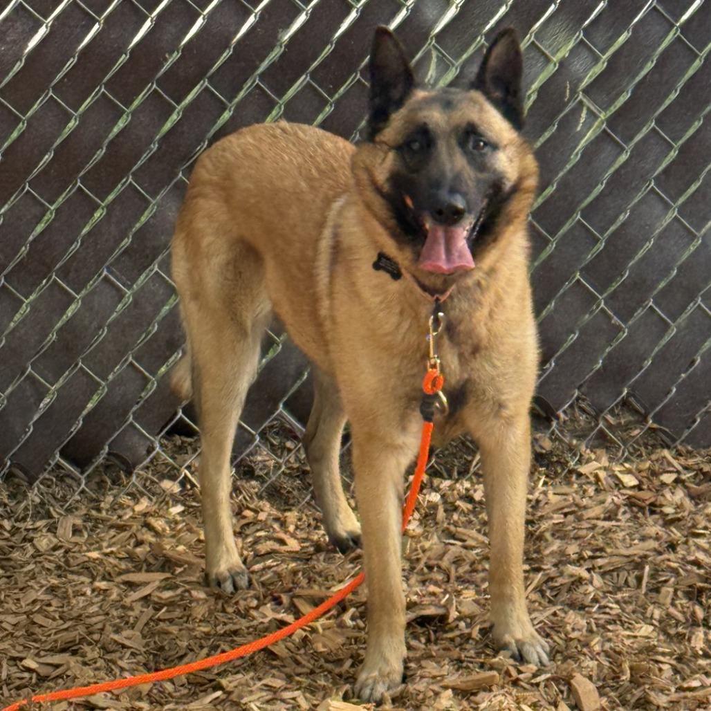 Enlarge Kyra, a Adoptable Belgian Shepherd / Malinois in Tacoma, WA image 1/3