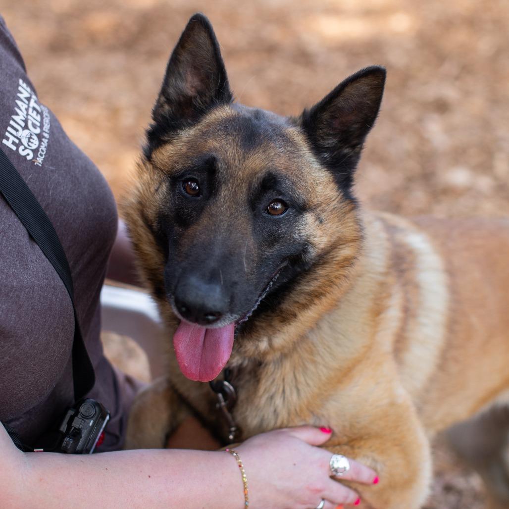 Enlarge Kyra, a Adoptable Belgian Shepherd / Malinois in Tacoma, WA image 2/3