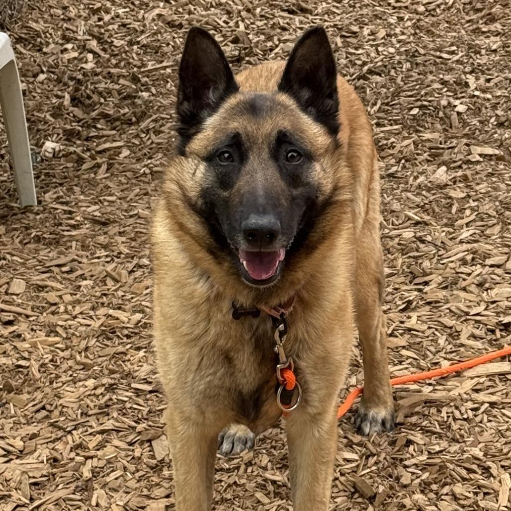 Enlarge Kyra, a Adoptable Belgian Shepherd / Malinois in Tacoma, WA image 3/3