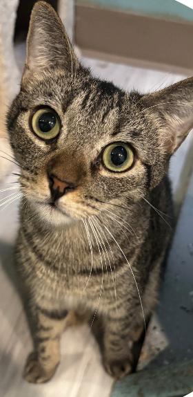 Luke, a Adoptable Domestic Short Hair in Aiea, HI image 1/2