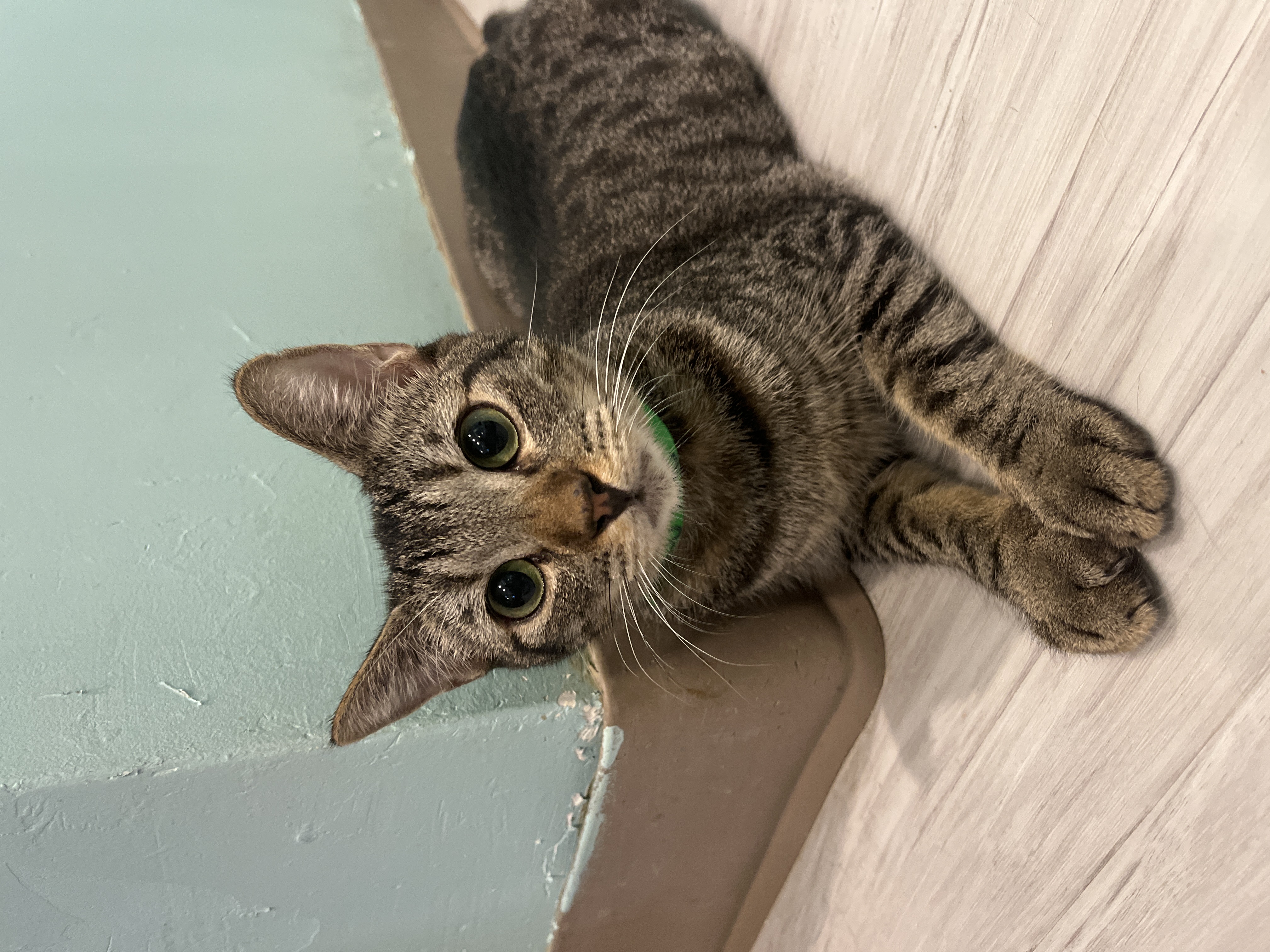 Luke, a Adoptable Domestic Short Hair in Aiea, HI image 2/2