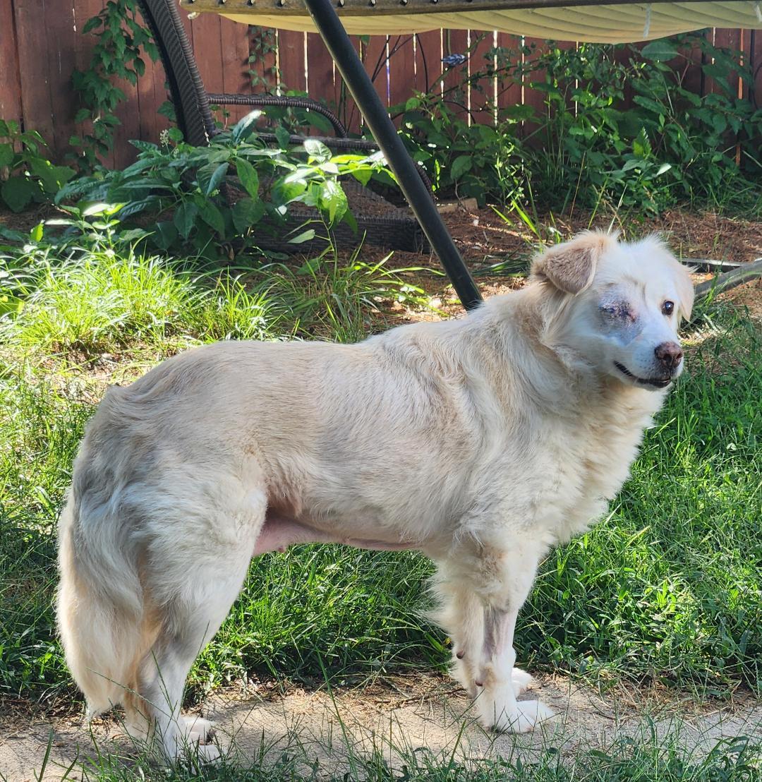 Enlarge Sadie, a Adoptable mixed breed in Hanover, PA image 3/6