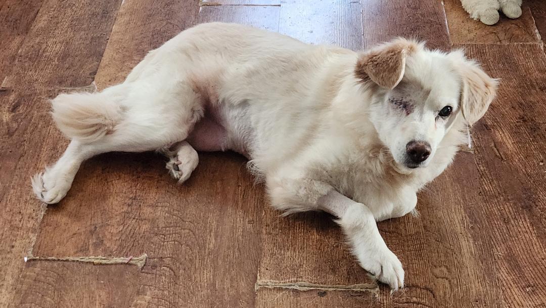 Sadie, Adoptable, Senior Female Golden Retriever.