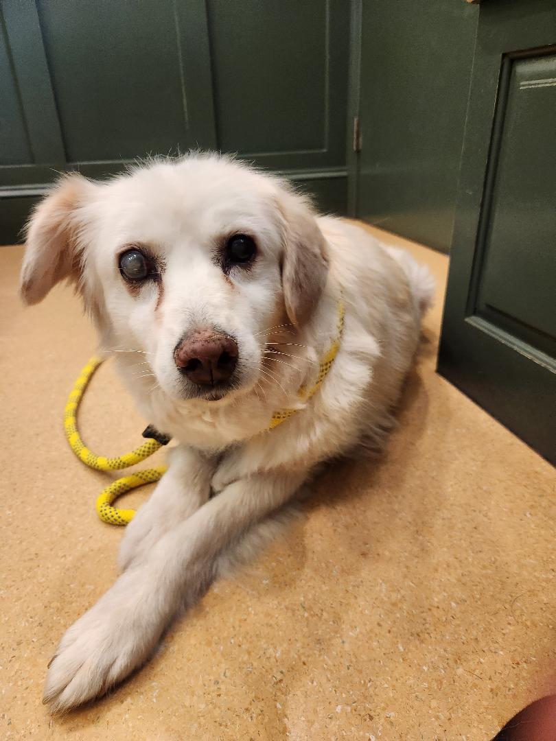 Enlarge Sadie, a Adoptable mixed breed in Hanover, PA image 6/6