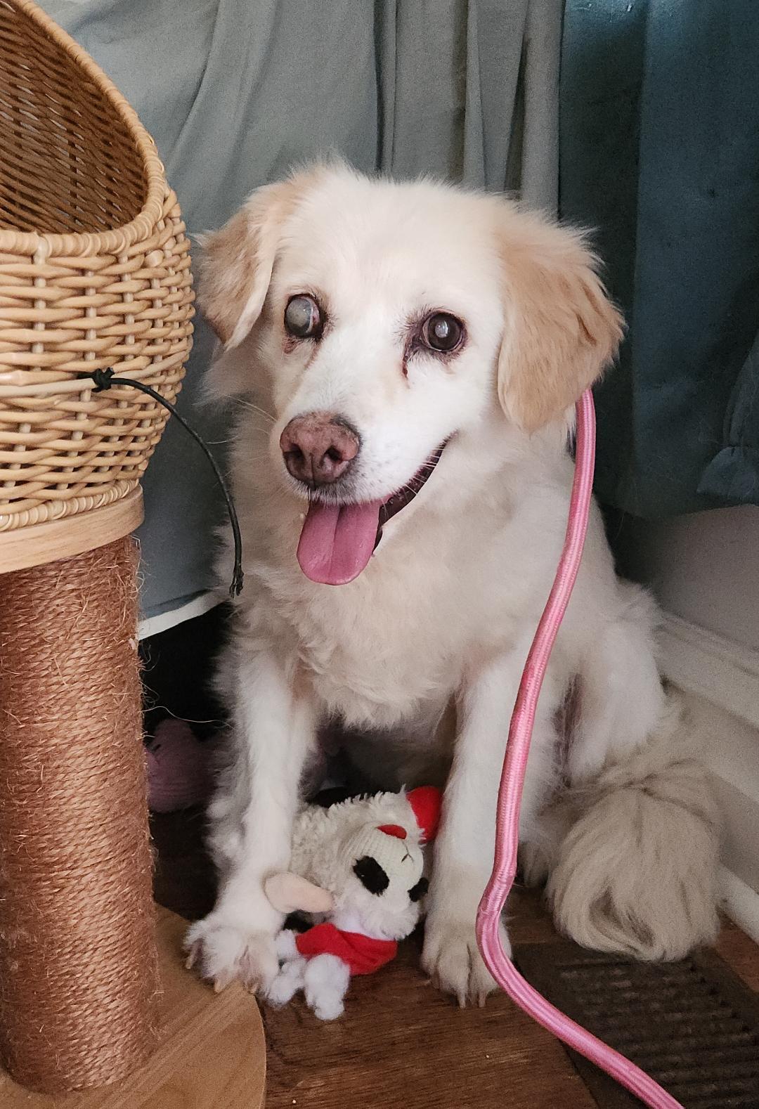 Enlarge Sadie, a Adoptable mixed breed in Hanover, PA image 5/6