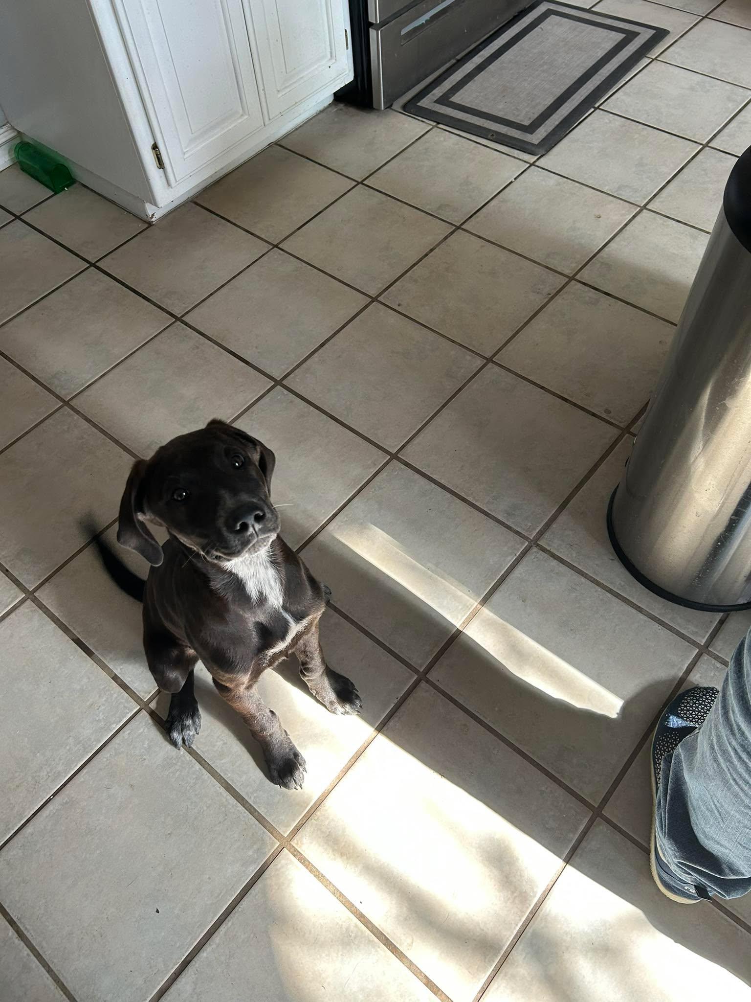 Shania Twain, Adoptable, Puppy Female English Coonhound.