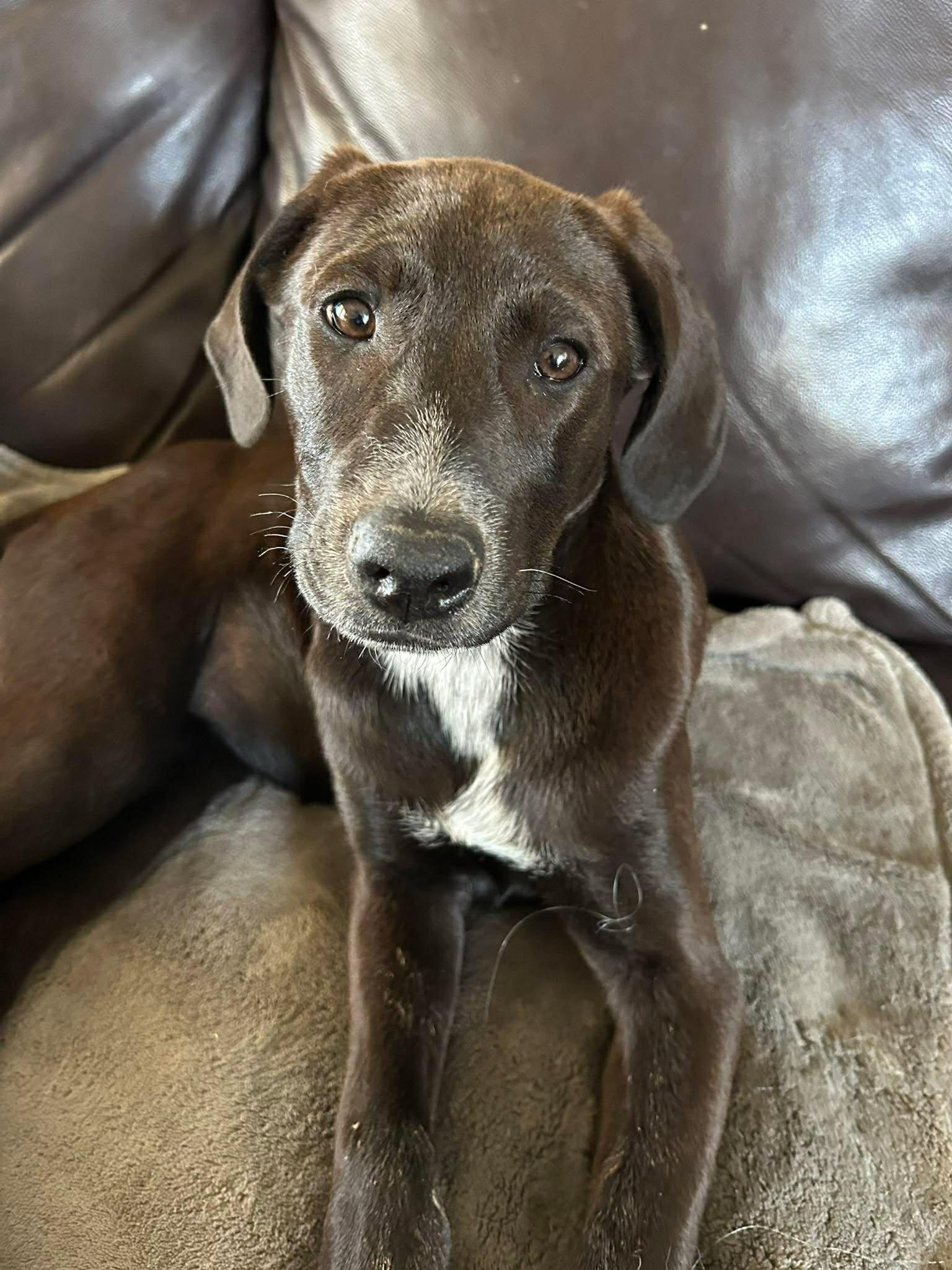 Enlarge Shania Twain, a Adoptable mixed breed in TULSA, OK image 2/5