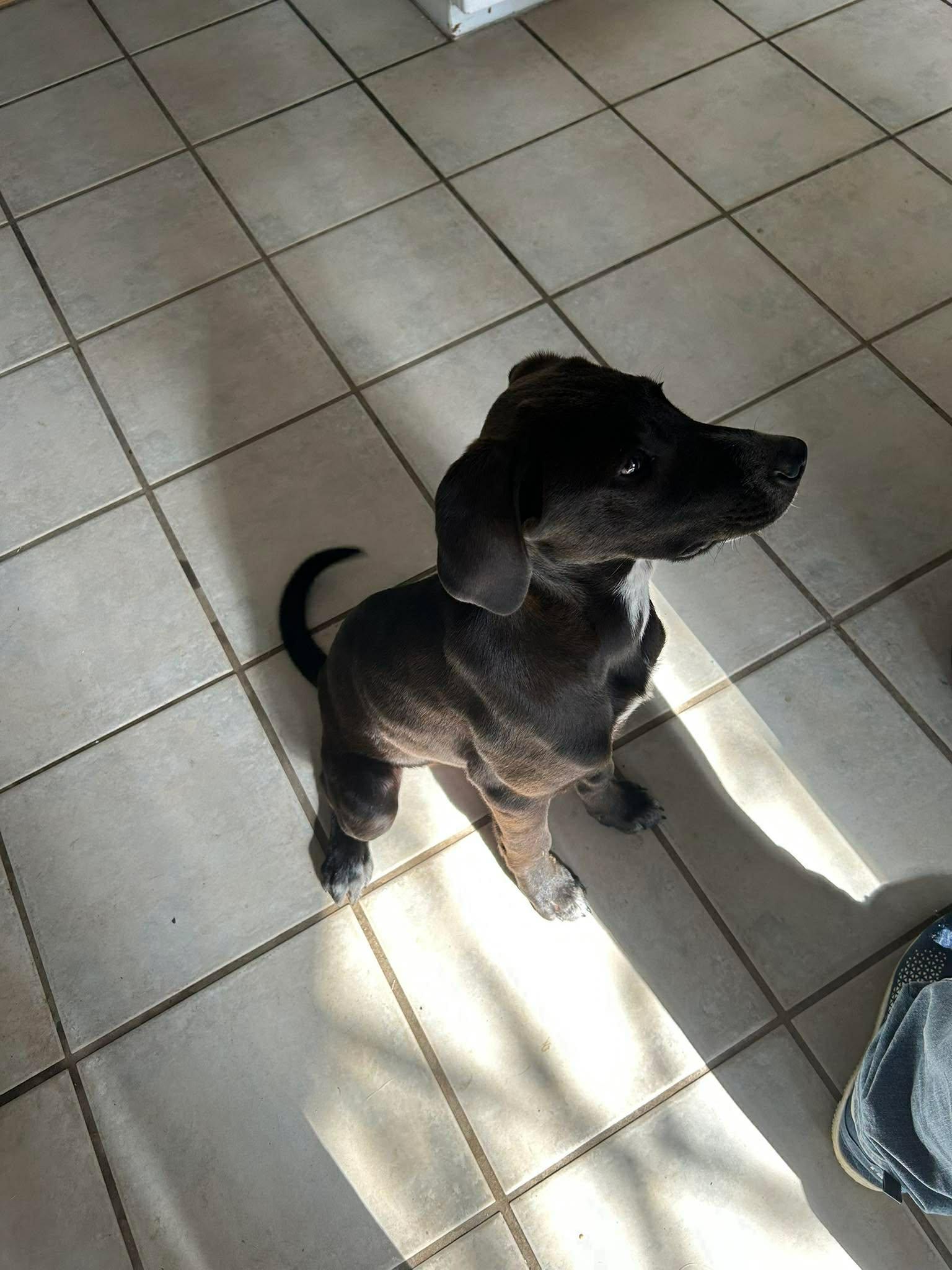 Enlarge Shania Twain, a Adoptable mixed breed in TULSA, OK image 3/5