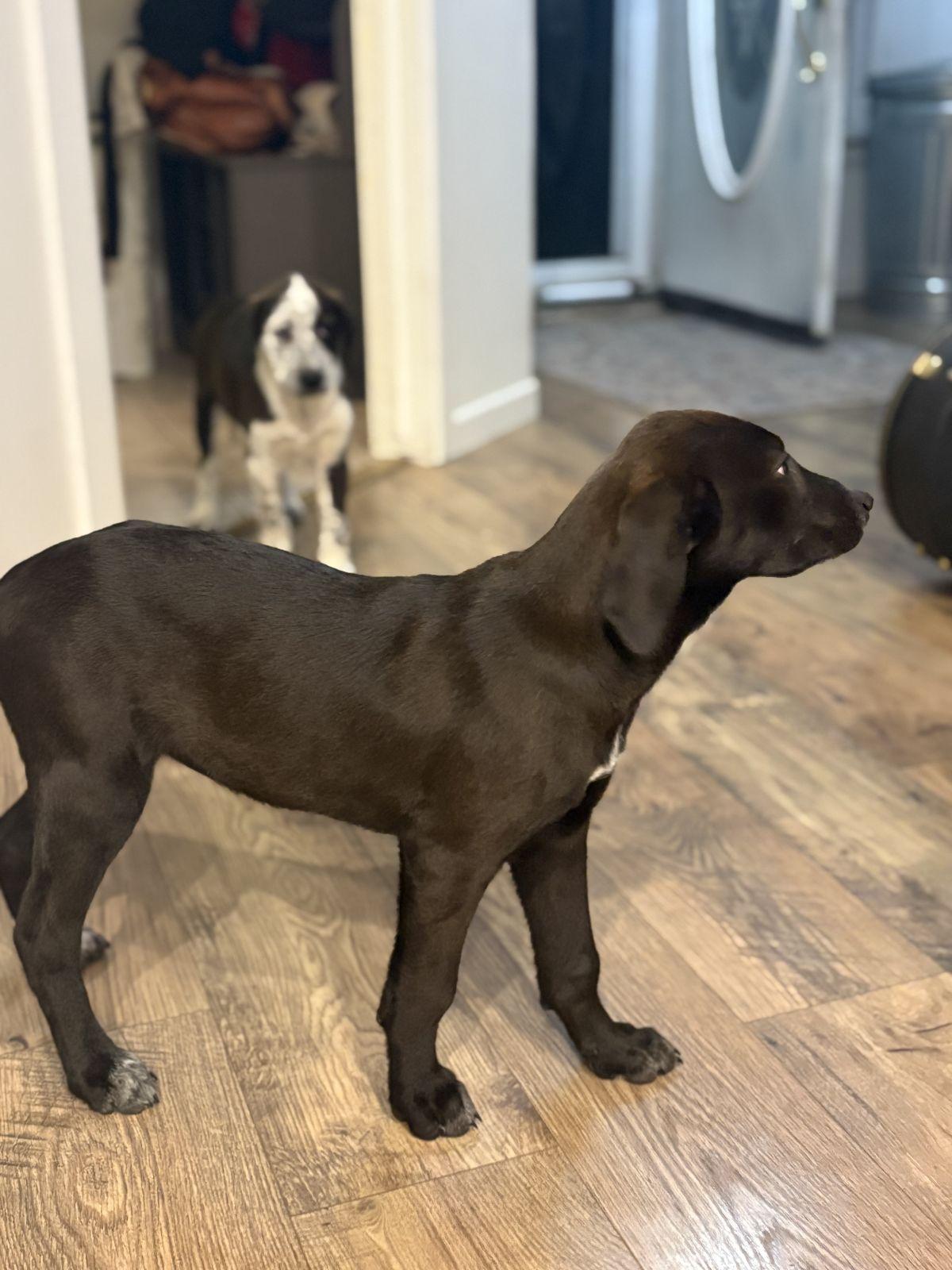 Enlarge Shania Twain, a Adoptable mixed breed in TULSA, OK image 5/5