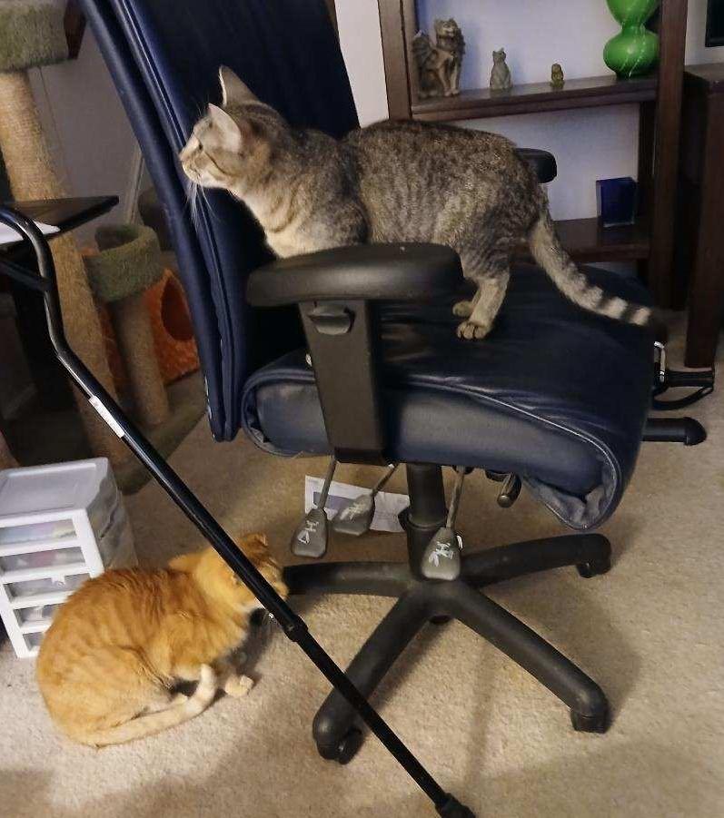 Enlarge Willow: Your Shadow, Snuggle Buddy, & Your Forever Girl, an adopted Domestic Short Hair in Laurel, MD image 6/6