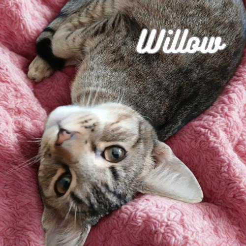 Willow: Your Shadow, Snuggle Buddy, & Your Forever Girl, adopted, Kitten Female Domestic Short Hair.