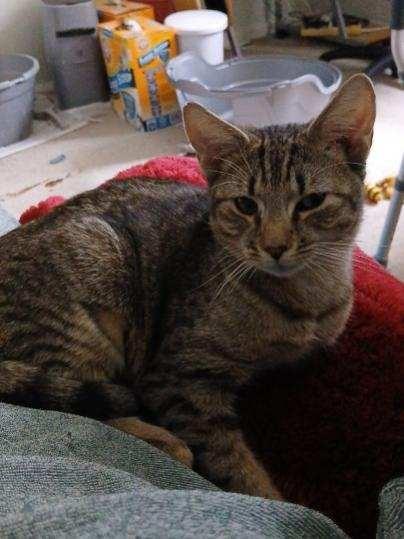 Enlarge Willow: Your Shadow, Snuggle Buddy, & Your Forever Girl, an adopted Domestic Short Hair in Laurel, MD image 5/6