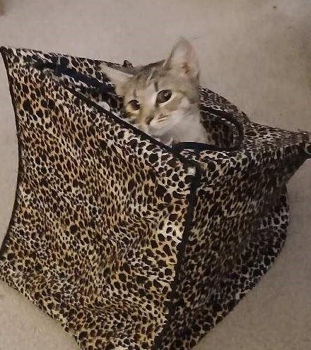 Enlarge Willow: Your Shadow, Snuggle Buddy, & Your Forever Girl, an adopted Domestic Short Hair in Laurel, MD image 2/6