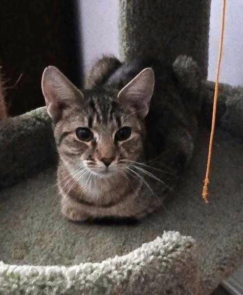 Enlarge Willow: Your Shadow, Snuggle Buddy, & Your Forever Girl, an adopted Domestic Short Hair in Laurel, MD image 4/6