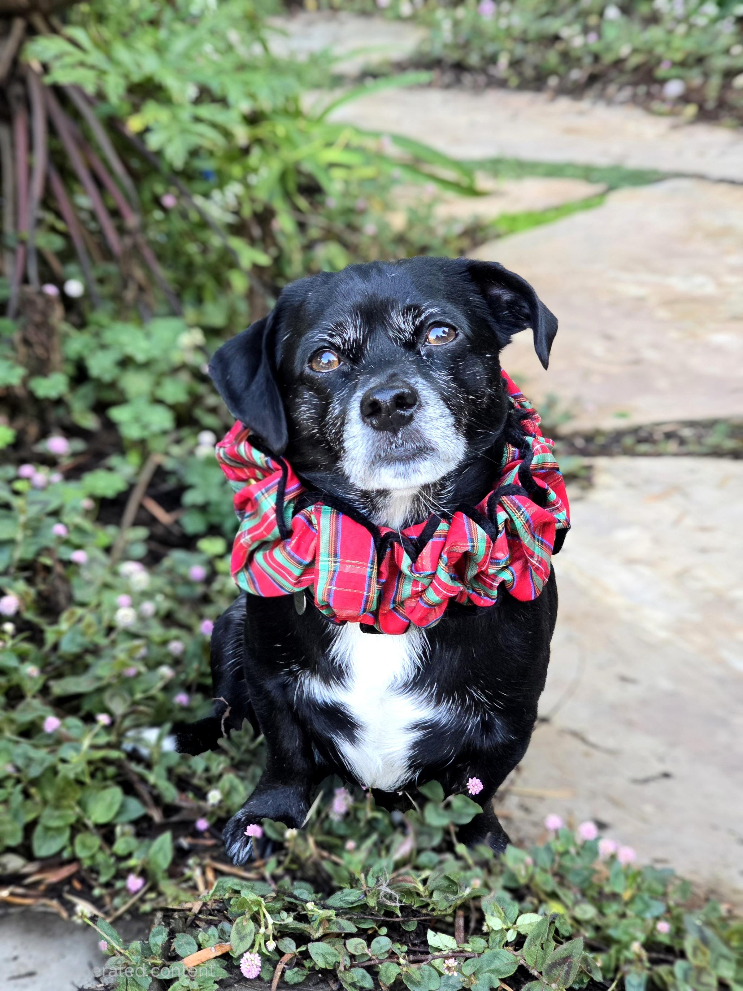 Poncho, Adoptable, Adult Male Corgi & Dachshund.