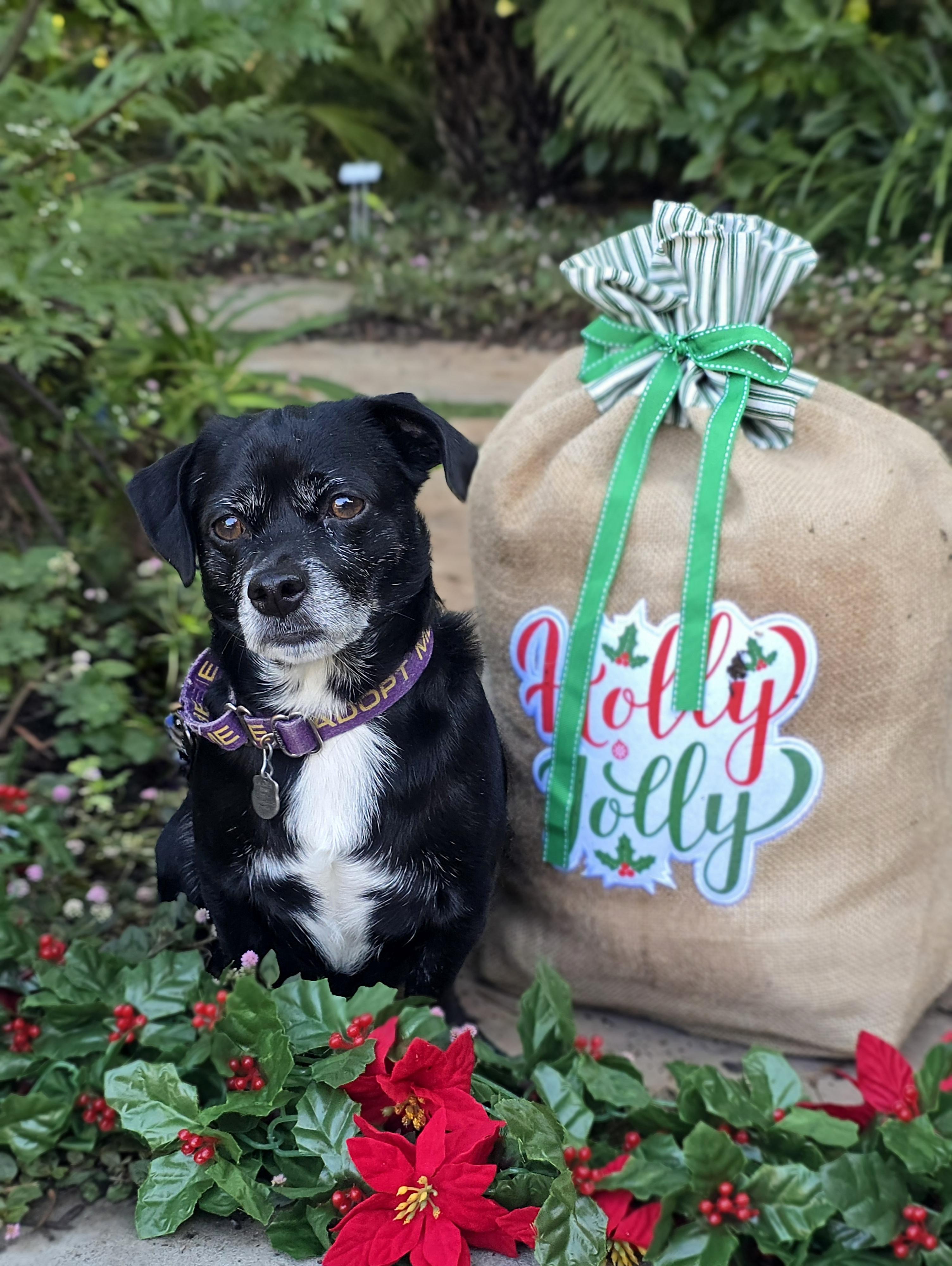 Poncho, a Adoptable mixed breed in San Pedro, CA image 5/6