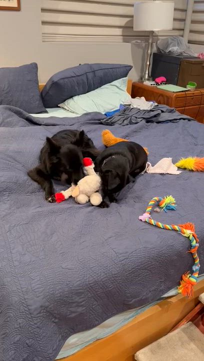 Enlarge Poncho, a Adoptable mixed breed in San Pedro, CA video 2/6