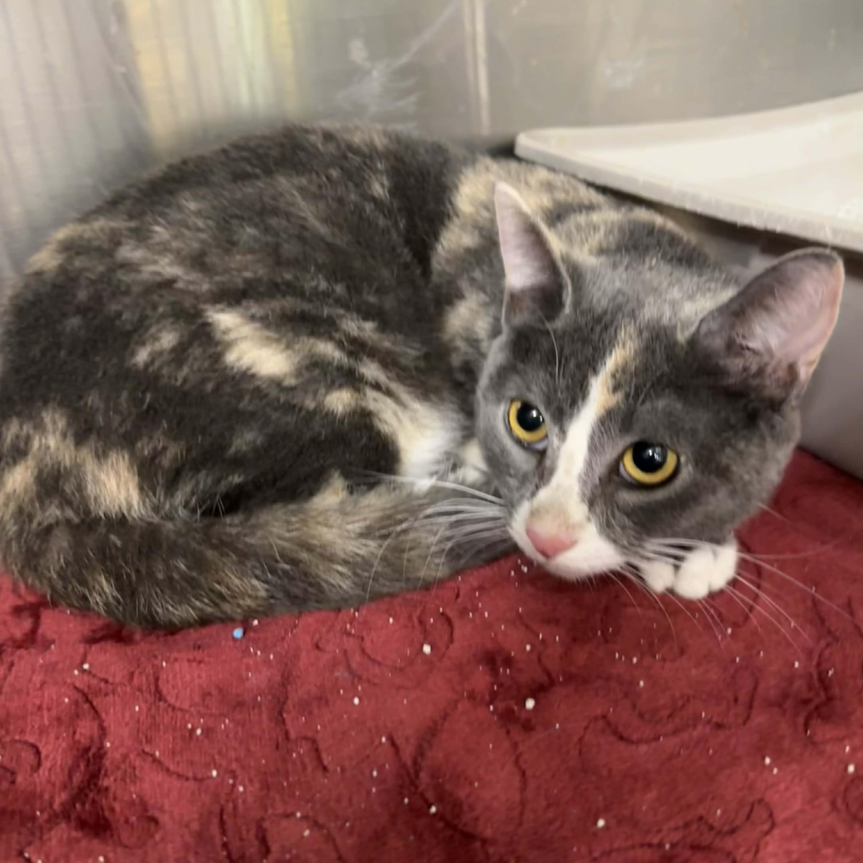 Enlarge Starlina, an adopted mixed breed in Antioch, CA image 1/1