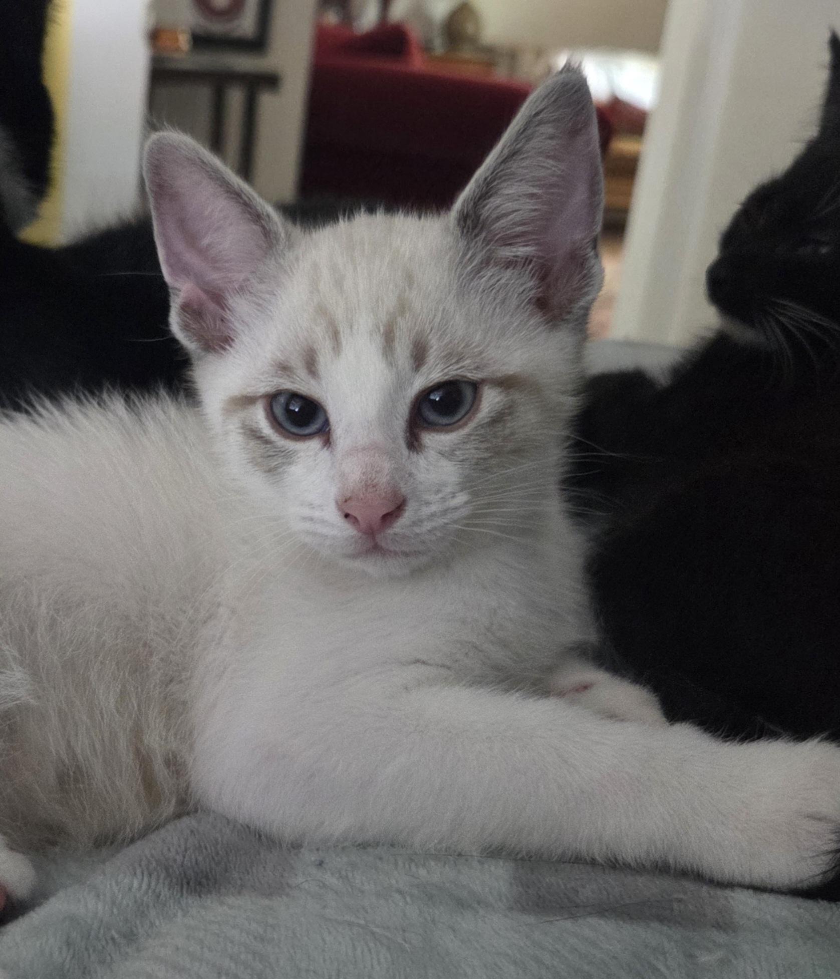 Thai Cat Adoption: Ultimate Guide to Finding Your Purrfect Pet