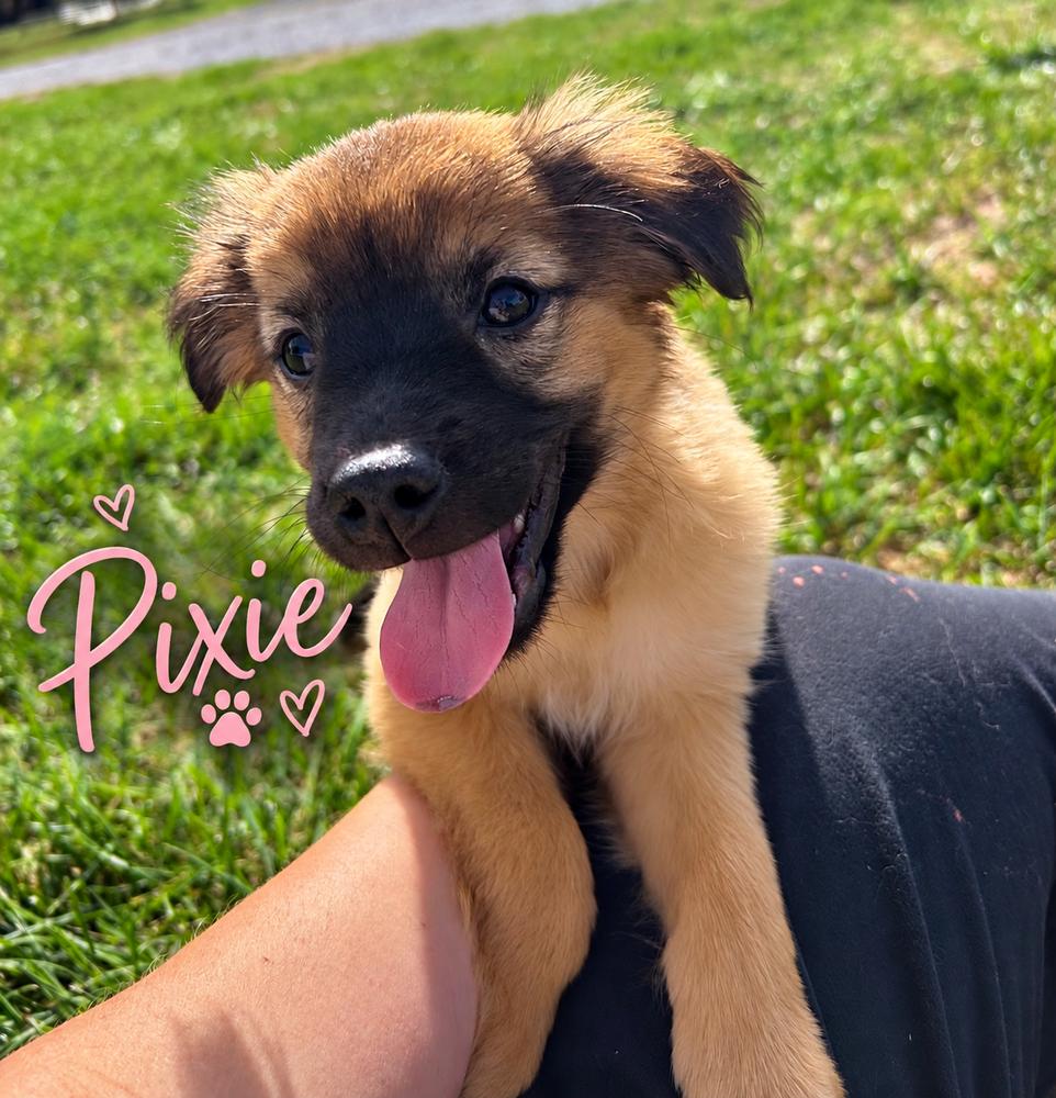 Pixie photo