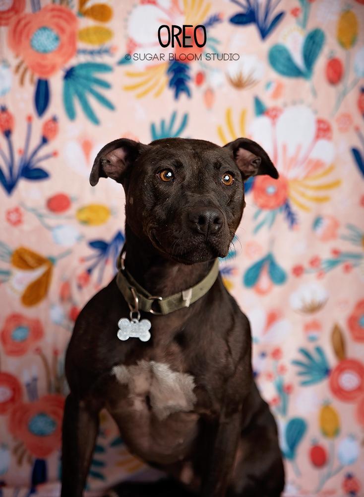 Enlarge Oreo, a Adoptable mixed breed in Littleton, CO image 2/6