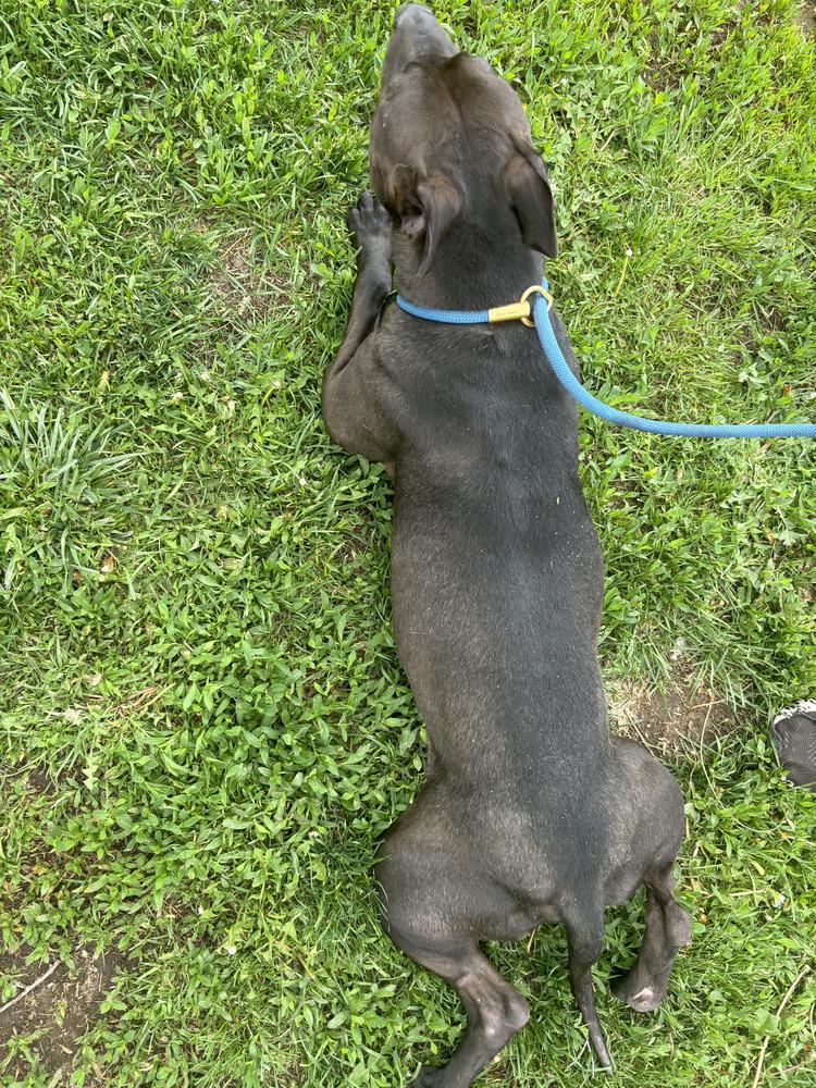 Enlarge Oreo, a Adoptable mixed breed in Littleton, CO image 3/6