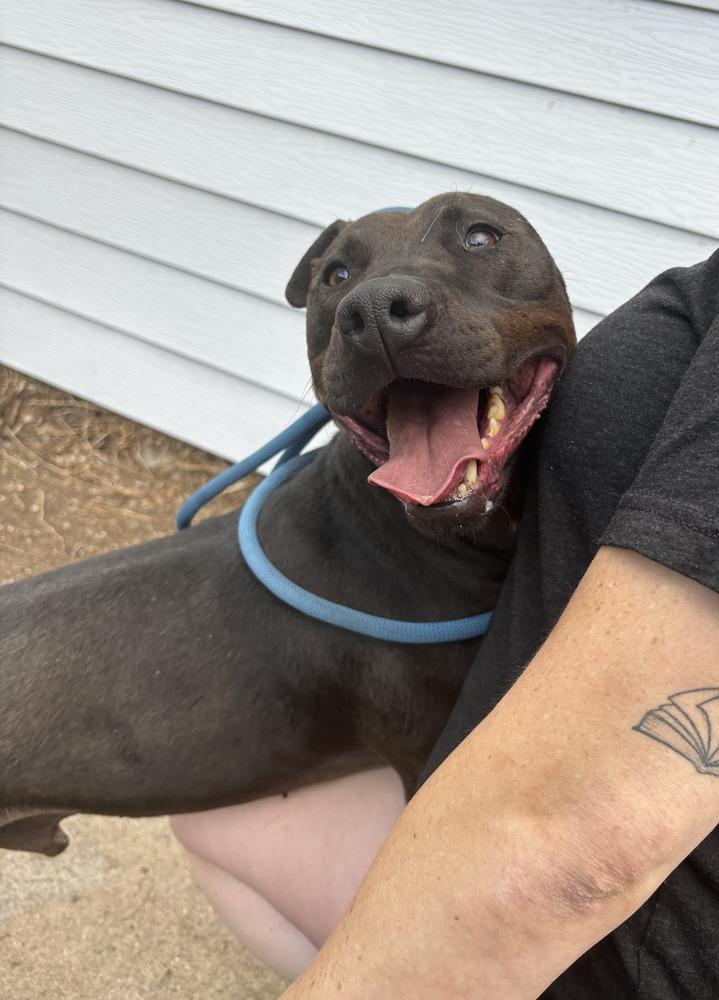 Enlarge Oreo, a Adoptable mixed breed in Littleton, CO image 4/6