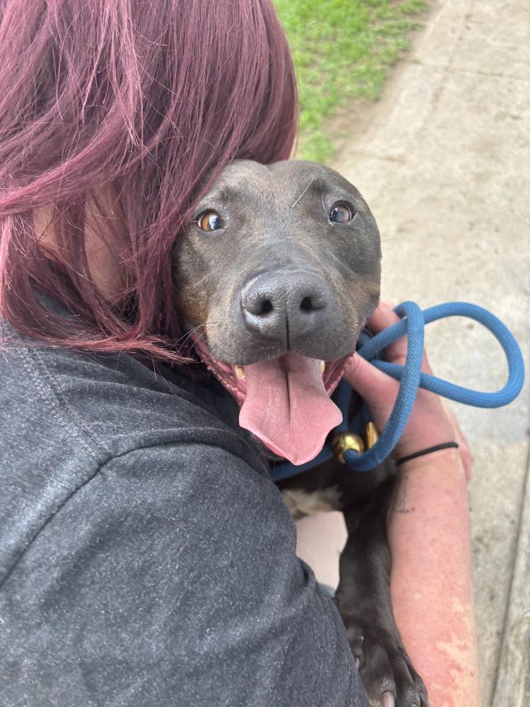 Enlarge Oreo, a Adoptable mixed breed in Littleton, CO image 5/6