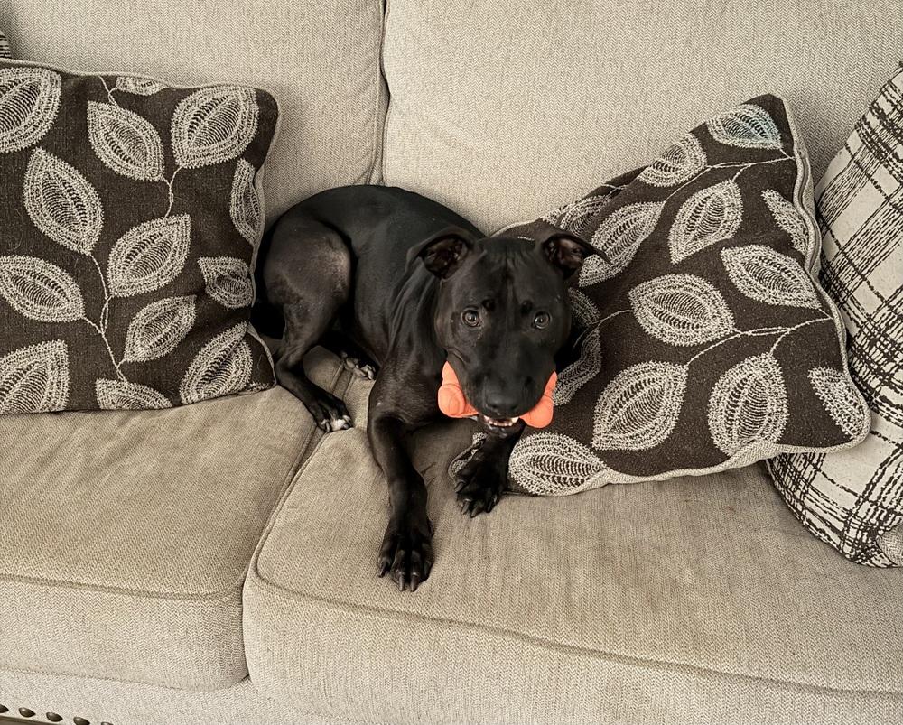 Oreo, a Adoptable mixed breed in Littleton, CO image 5/6