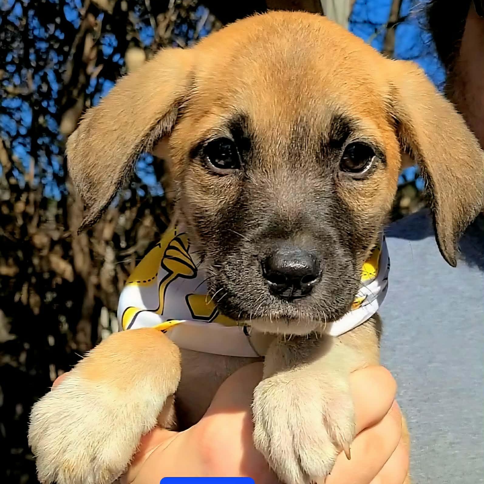 Punk, ADOPTABLE, Puppy Male Mixed Breed.