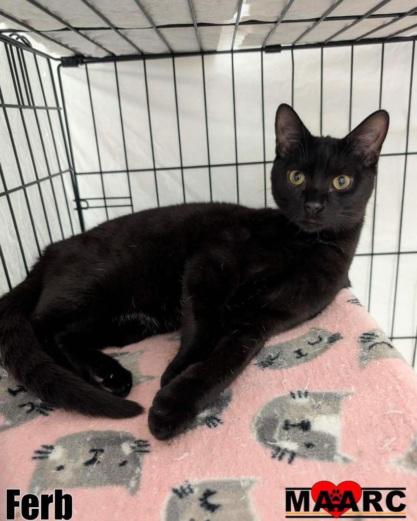 Ferb, Adoptable, Kitten Male Domestic Short Hair.