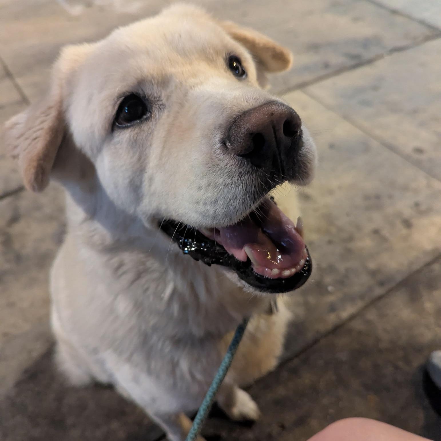 Enlarge Ocean, a Adopted mixed breed in Huntington Beach, CA image 1/6