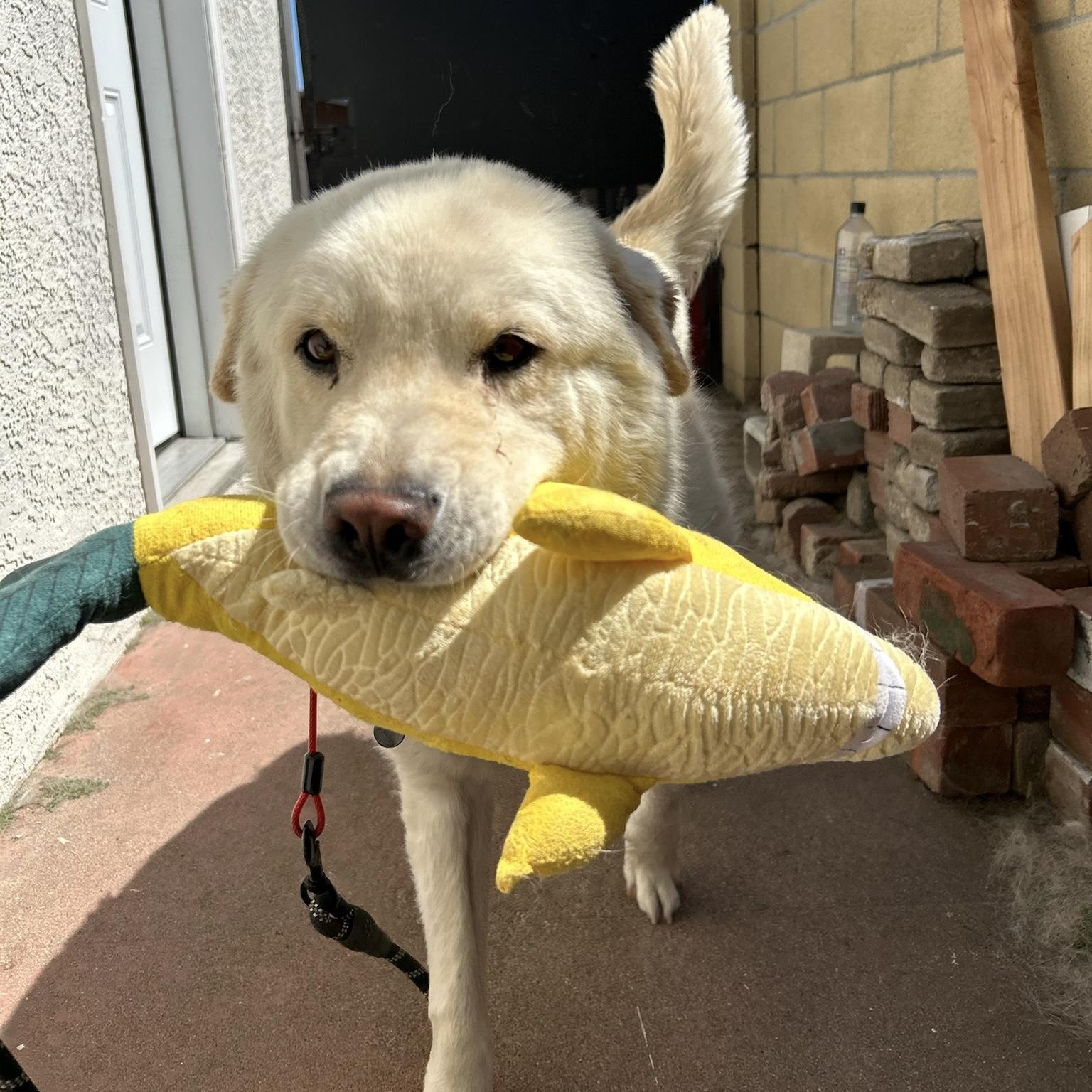 Enlarge Ocean, a Adopted mixed breed in Huntington Beach, CA image 6/6