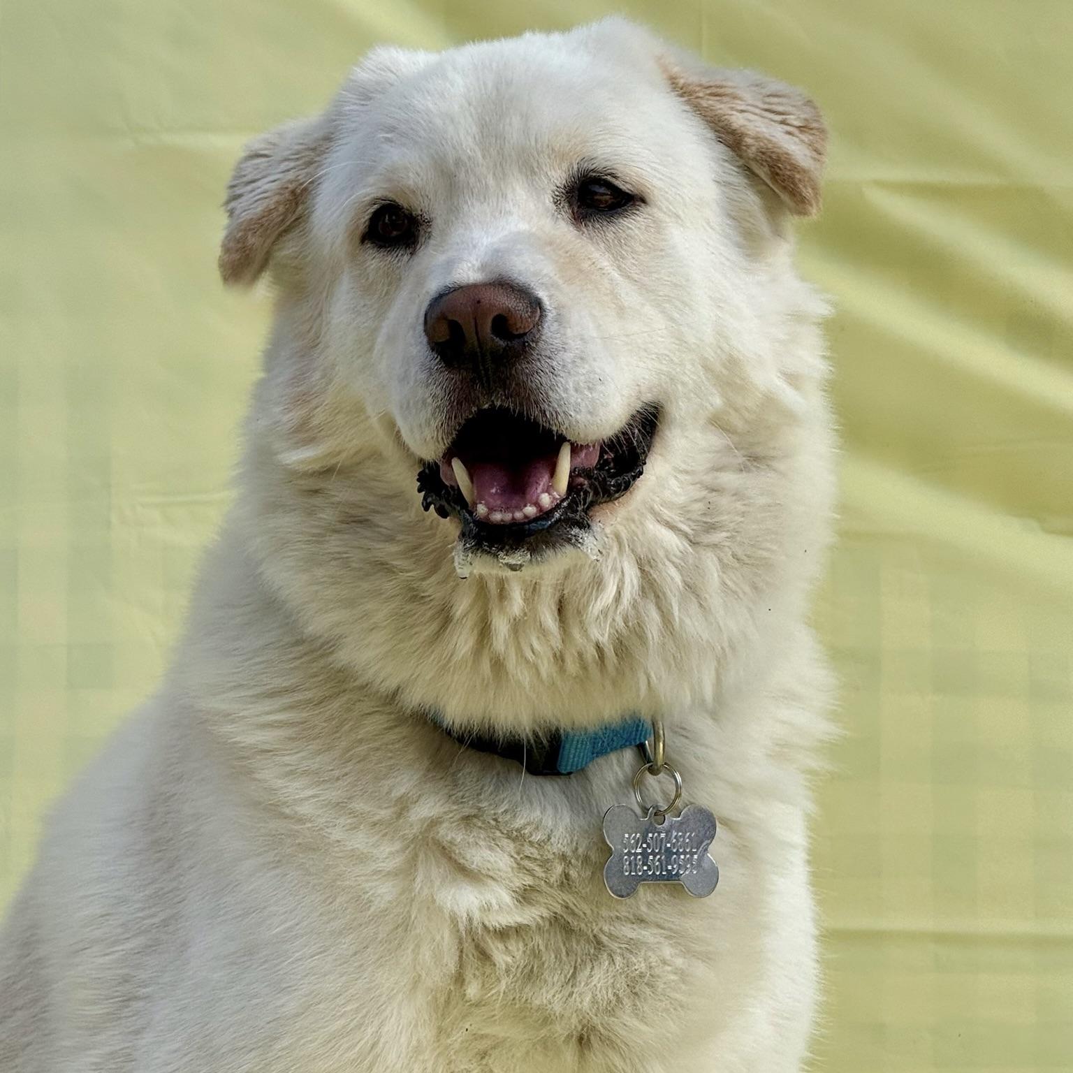 Enlarge Ocean, a Adopted mixed breed in Huntington Beach, CA image 4/6