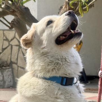 Enlarge Ocean, a Adopted mixed breed in Huntington Beach, CA image 5/6