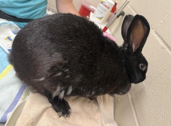 Enlarge Cadbury, a Adoptable mixed breed in El Cajon, CA image 1/1