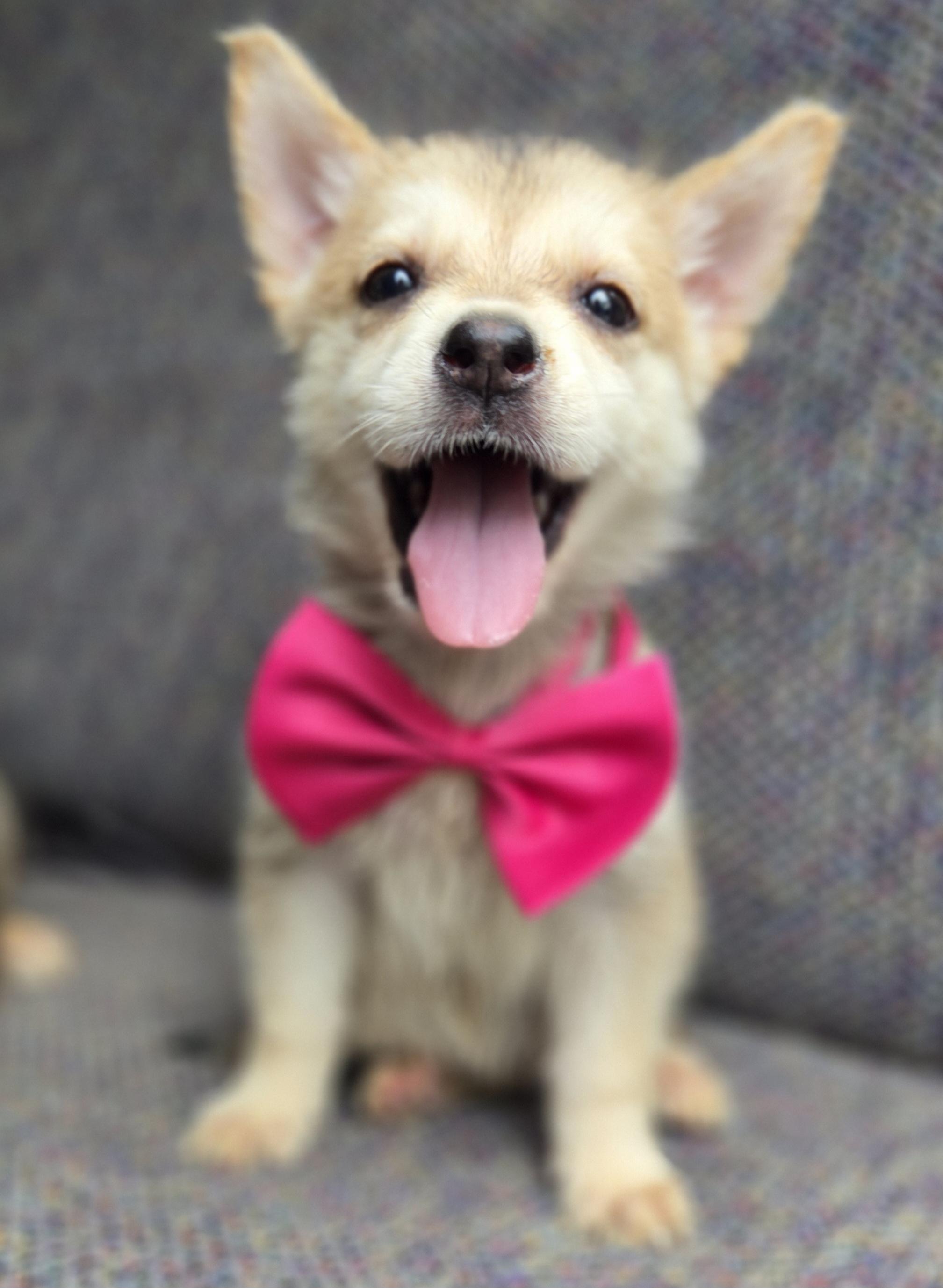 Enlarge Paisley, a Adoptable mixed breed in Gilbert, SC image 2/6