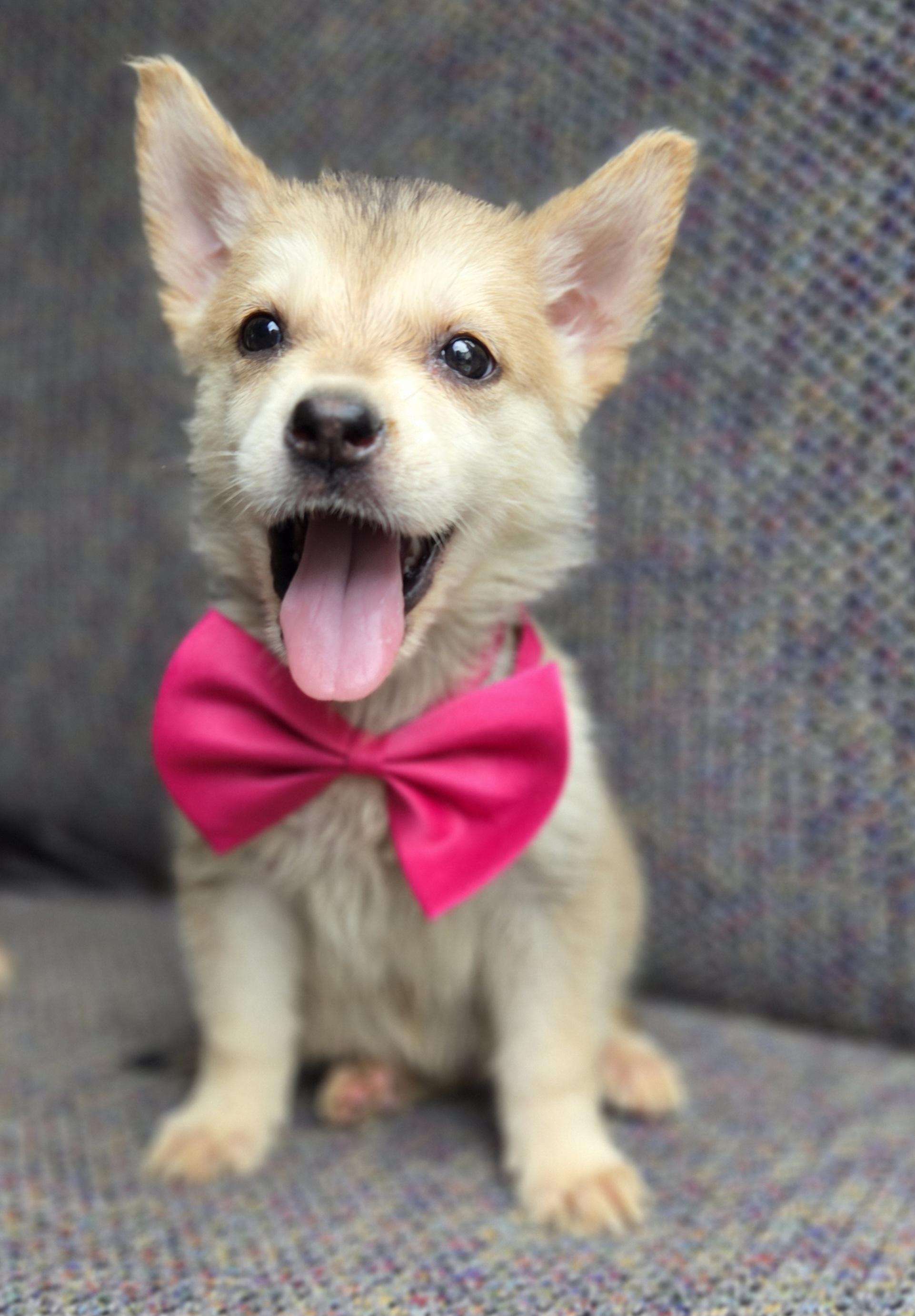 Enlarge Paisley, a Adoptable mixed breed in Gilbert, SC image 5/6