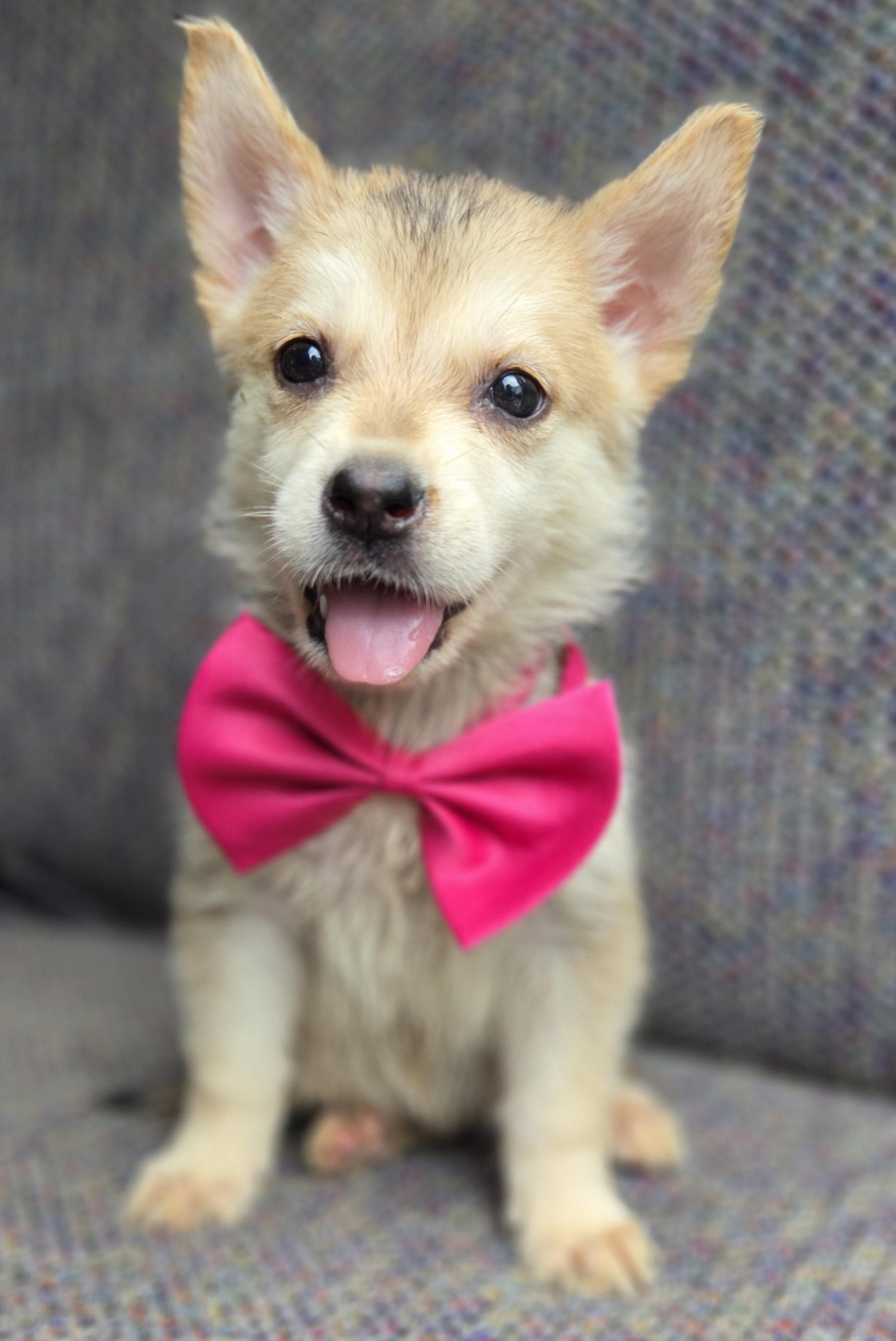 Enlarge Paisley, a Adoptable mixed breed in Gilbert, SC image 4/6