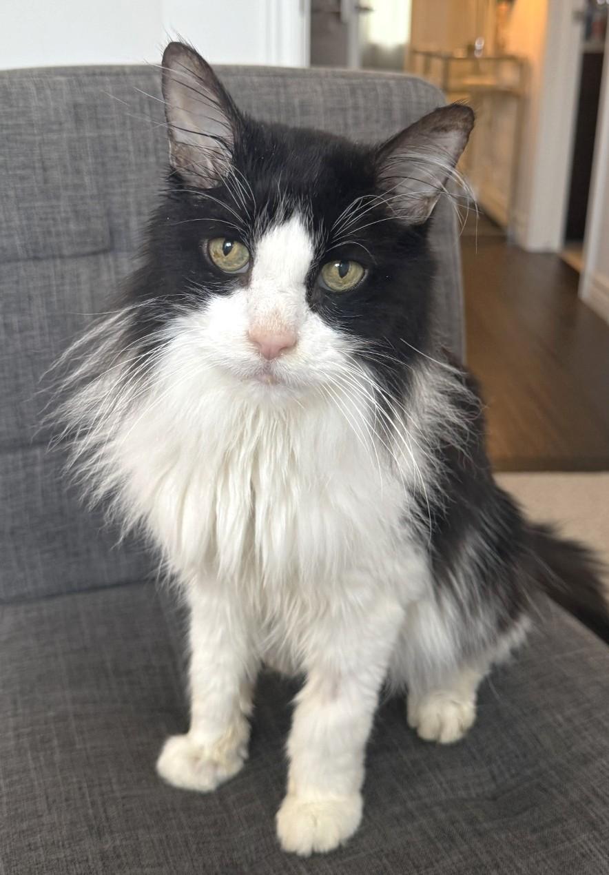 Oscar, Senior Male unknown